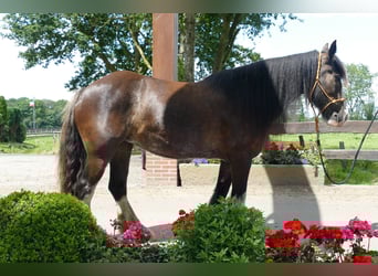 Gypsy Horse, Mare, 5 years, 14,1 hh, Black