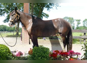 Gypsy Horse, Mare, 5 years, 14,1 hh, Black