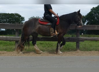 Gypsy Horse, Mare, 5 years, 14,1 hh, Black