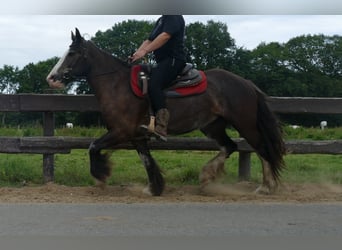Gypsy Horse, Mare, 5 years, 14,1 hh, Black