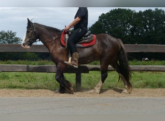 Gypsy Horse, Mare, 5 years, 14,1 hh, Black