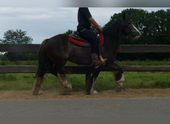 Gypsy Horse, Mare, 5 years, 14,1 hh, Black