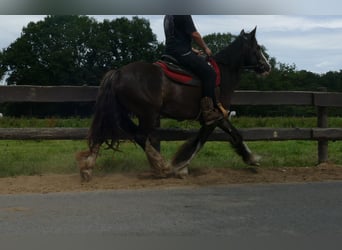 Gypsy Horse, Mare, 5 years, 14,1 hh, Black