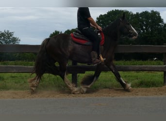 Gypsy Horse, Mare, 5 years, 14,1 hh, Black