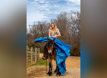 Gypsy Horse, Mare, 5 years, 14,1 hh