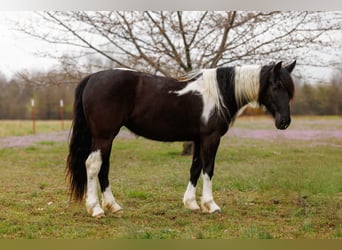 Gypsy Horse Mix, Mare, 5 years, 14,3 hh, Pinto
