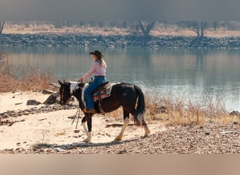 Gypsy Horse Mix, Mare, 5 years, 14,3 hh, Pinto