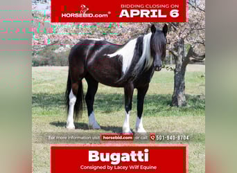 Gypsy Horse Mix, Mare, 5 years, 14,3 hh, Pinto