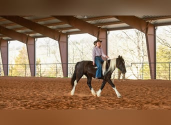 Gypsy Horse Mix, Mare, 5 years, 14,3 hh, Pinto