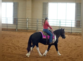 Gypsy Horse, Mare, 5 years, 15.1 hh, Black