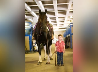 Gypsy Horse, Mare, 5 years, 15.1 hh, Black