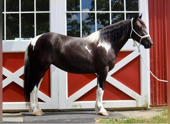 Gypsy Horse Mix, Mare, 5 years, 15.1 hh