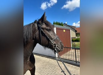 Gypsy Horse, Mare, 5 years, 15,1 hh, Black