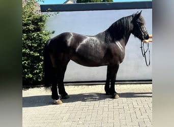 Gypsy Horse, Mare, 5 years, 15,1 hh, Black