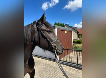 Gypsy Horse, Mare, 5 years, 15,1 hh, Black