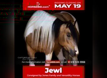 Gypsy Horse Mix, Mare, 5 years, 15,1 hh