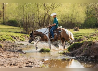 Gypsy Horse Mix, Mare, 5 years, 15,1 hh