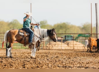 Gypsy Horse Mix, Mare, 5 years, 15,1 hh
