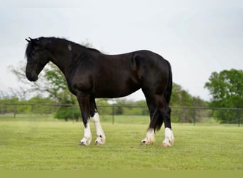 Gypsy Horse Mix, Mare, 5 years, 16 hh, Black