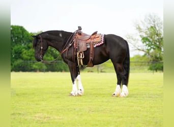 Gypsy Horse, Mare, 5 years, 16 hh, Black