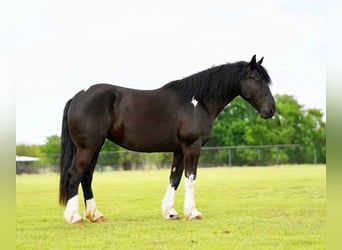 Gypsy Horse, Mare, 5 years, 16 hh, Black