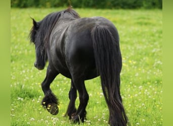 Gypsy Horse, Mare, 5 years