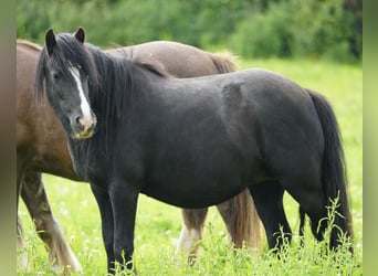 Gypsy Horse, Mare, 5 years