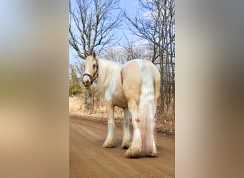 Gypsy Horse, Mare, 5 years, Palomino