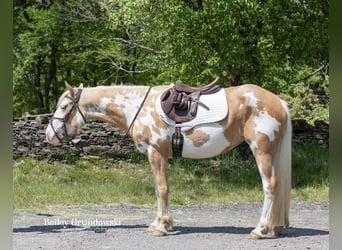 Gypsy Horse, Mare, 5 years, Palomino