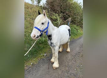 Gypsy Horse Mix, Mare, 6 years, 11.3 hh, Pinto