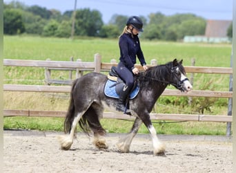 Gypsy Horse, Mare, 6 years, 12.1 hh, Overo-all-colors