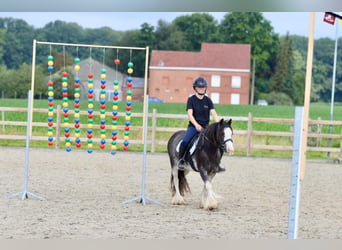 Gypsy Horse, Mare, 6 years, 12.1 hh, Overo-all-colors