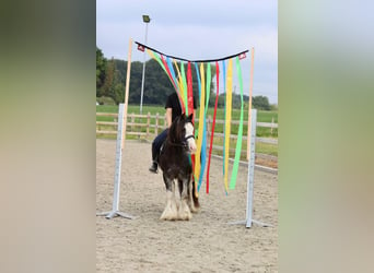 Gypsy Horse, Mare, 6 years, 12.1 hh, Overo-all-colors