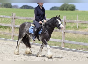 Gypsy Horse, Mare, 6 years, 12.1 hh, Overo-all-colors