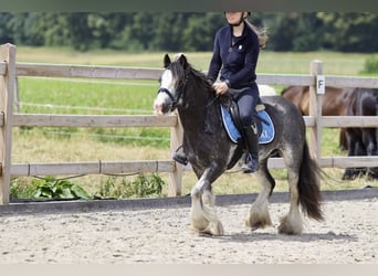 Gypsy Horse, Mare, 6 years, 12.1 hh, Overo-all-colors