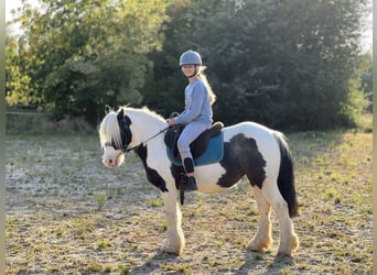 Gypsy Horse, Mare, 6 years, 12,2 hh, Pinto