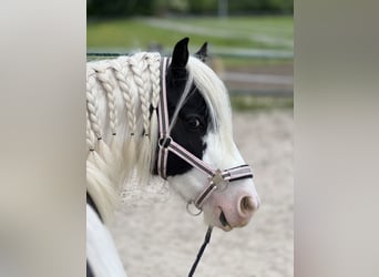 Gypsy Horse, Mare, 6 years, 12,2 hh, Pinto