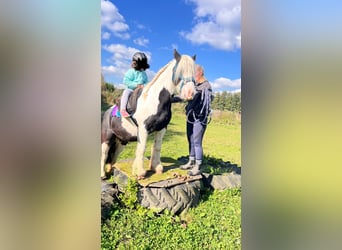 Gypsy Horse, Mare, 6 years, 12,2 hh, Pinto