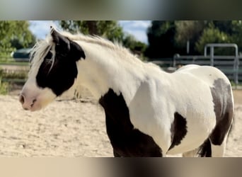 Gypsy Horse, Mare, 6 years, 12,2 hh, Pinto