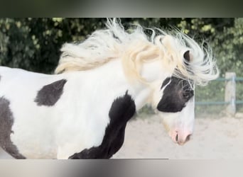 Gypsy Horse, Mare, 6 years, 12,2 hh, Pinto