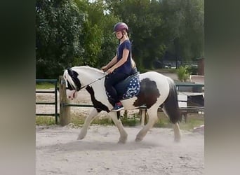 Gypsy Horse, Mare, 6 years, 12,2 hh, Pinto