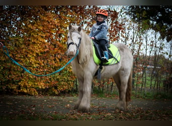 Gypsy Horse, Mare, 6 years, 12.2 hh, Sabino