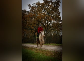 Gypsy Horse, Mare, 6 years, 12.2 hh, Sabino