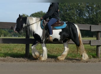 Gypsy Horse, Mare, 6 years, 12.3 hh, Pinto