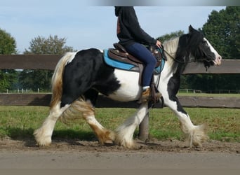 Gypsy Horse, Mare, 6 years, 12.3 hh, Pinto