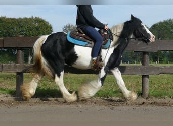 Gypsy Horse, Mare, 6 years, 12.3 hh, Pinto