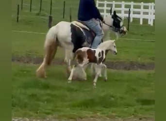 Gypsy Horse, Mare, 6 years, 12.3 hh, Pinto