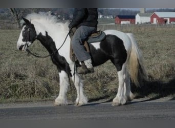 Gypsy Horse, Mare, 6 years, 12,3 hh