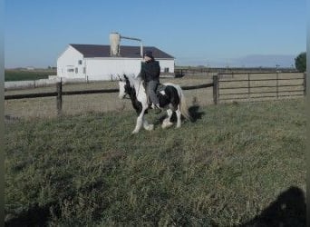 Gypsy Horse, Mare, 6 years, 12,3 hh