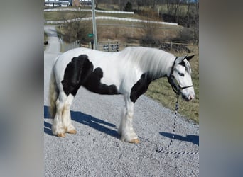 Gypsy Horse, Mare, 6 years, 12,3 hh